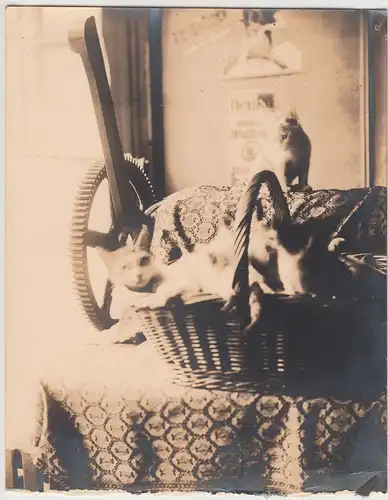 (F18051) Orig. Foto Katzen im Wäschekorb an der Mangel 1930er