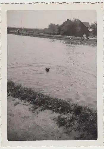 (F18048) Orig. Foto Hund im Wasser, Kanal, unbek. Ort 1930er