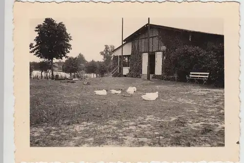 (F17883) Orig. Foto Gebäude am Wasser, Gänse, unbekannt 1940er