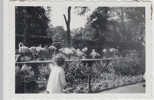 (F17772) Orig. Foto Leipziger Zoo 1934, Kind bei den Flamingos