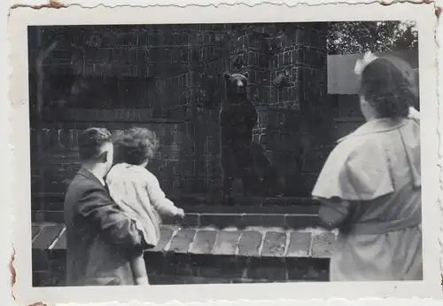 (F17767) Orig. Foto Leipziger Zoo 1934, bei den Braunbären