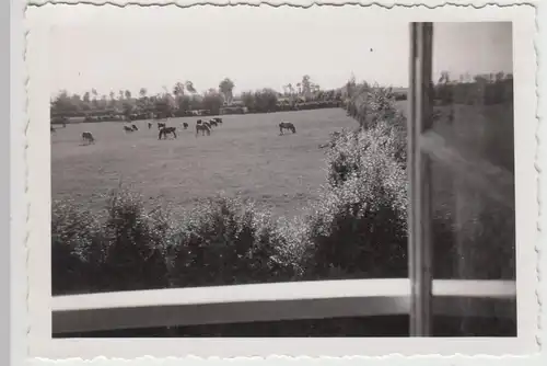 (F17522) Orig. Foto Pferde a.d. Wiese, Blick v. Quartier bei Dünkirchen 1940er