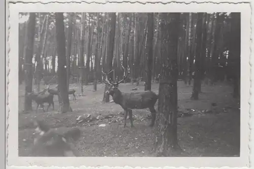 (F17515) Orig. Foto Hirsche im Wald, vermutl. Wildpark Moritzburg 1940er