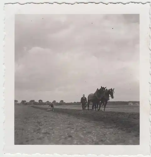 (F17503) Orig. Foto Pferde Max und Siegfried beim Pflügen 1930er
