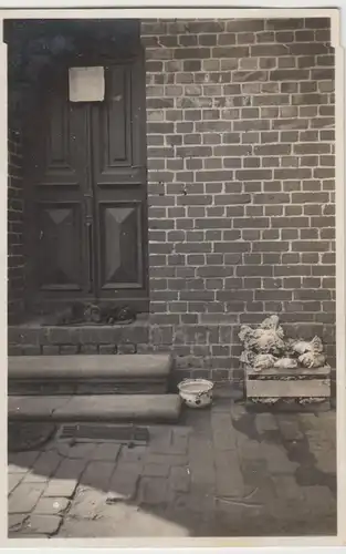 (F17381) Orig. Foto Hunde liegen vor Hauseingang 1930er