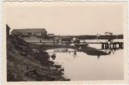 (F16952) Orig. Foto Personen am Wasser, Pferde tränken 1943