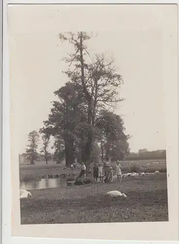 (F16647) Orig. Foto Kinder und Gänse am Teich 1920er