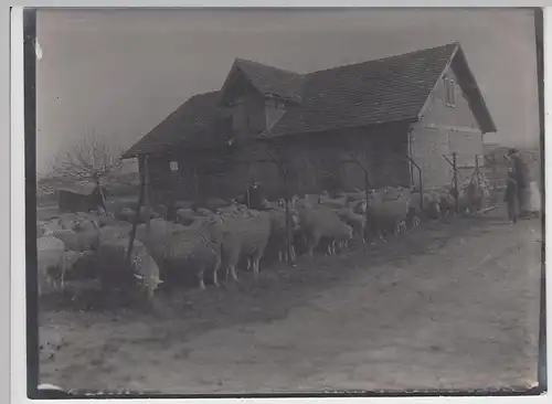 (F16601) Orig. Foto Schafe, Schafherde an einem Gebäude 1920er