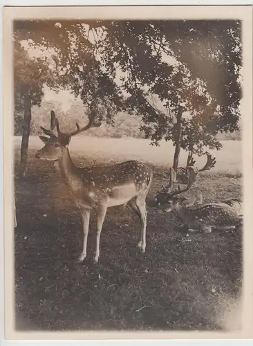 (F16561) Orig. Foto Damhirsche im Gehege 1920er