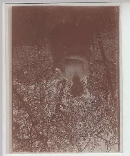 (F16127) Orig. Foto Frau mit Hund im Garten am Obstbaum 1910er