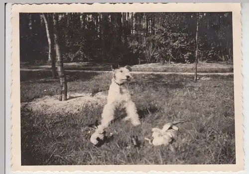 (F16107) Orig. Foto Hund mit Spielzeug auf Wiese, Osterhasen 1939