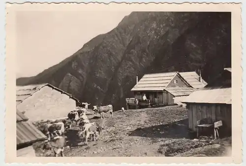 (F16082) Orig. Foto Tauerntal, Rinder an der Jamnighütte 1938