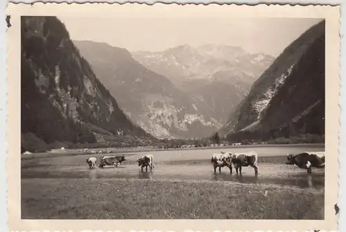 (F16064) Orig. Foto Seebachtal bei Mallnitz, Rinder im Stappitzer See 1938