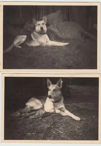 (F15761) 2x Orig. Foto Hund, junger Schäferhund im Freien 1940er