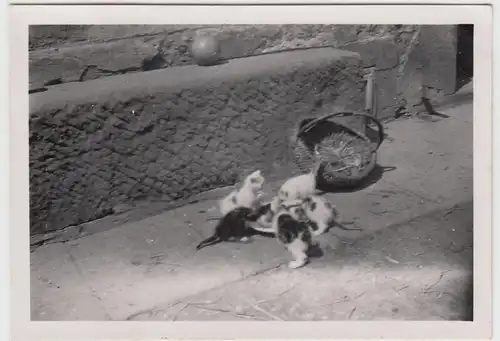 (F15699) Orig. Foto spielende kleine Katzen, Kätzchen 1941