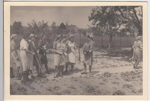 (F15623) Orig. Foto Mühlberg / Elbe, Damen vom RAD-Lager bei Gartenarbeit 1943