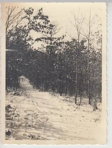 (F15475) Orig. Foto Winterliche Waldpartie 1920er