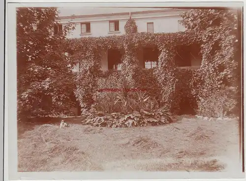 (F15368) Orig. Foto verwachsenes Haus, Hund im Garten, in oder um Demmin 1910er