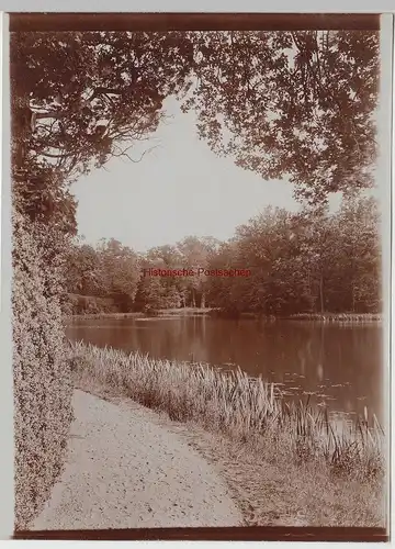 (F15314) Orig. Foto Teich, Parksee, eventuell Wörlitzer Park 1910er