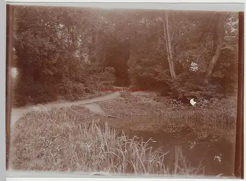 (F15311) Orig. Foto Waldpartie mit Wasser 1910er