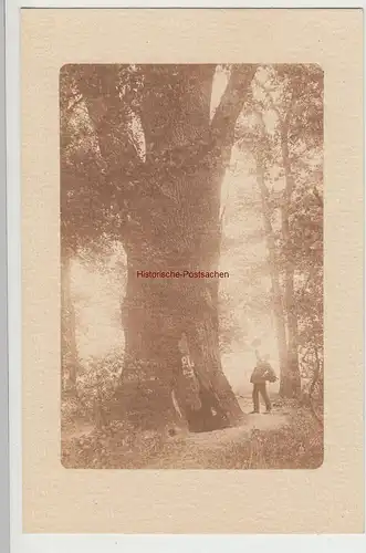 (F15284) Orig. Foto Mann an einem großen hohlen Baum 1910er