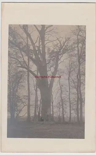 (F15265) Orig. Foto Mann steht vor einem großen Baum 1910er
