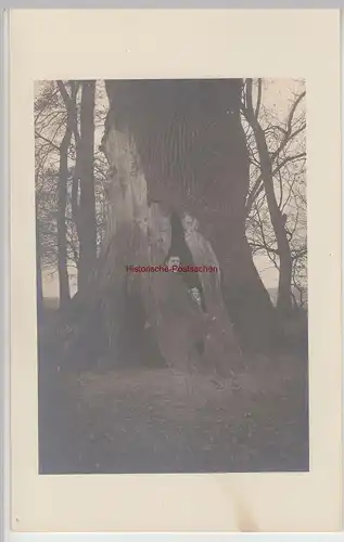 (F15264) Orig. Foto Mann lehnt an einem großen hohlen Baum 1910er