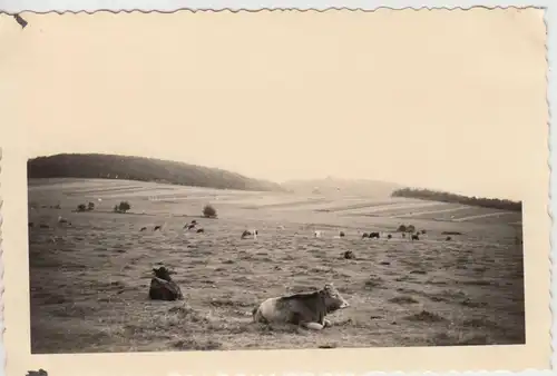 (F15151) Orig. Foto Unnau, Rinder auf der Weide 1938
