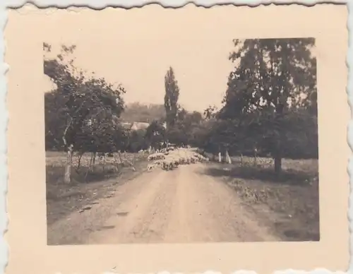 (F14833) Orig. Foto im Frankenland, Schafe auf dem Weg 1934