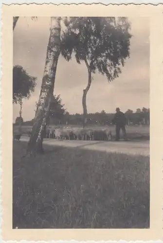 (F14737) Orig. Foto Müden (Örtze), Schäfer mit Schafen 1932