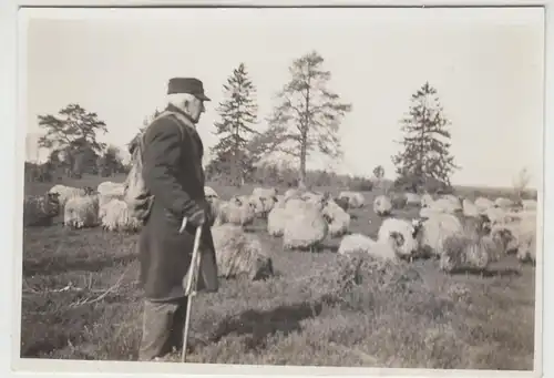 (F14715) Orig. Foto Müden (Örtze), Schäfer mit Schafen 1932