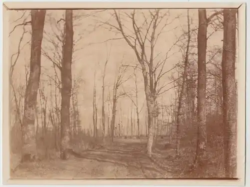 (F14267) Orig. Foto Waldpartie in der Motsch, Vorpommern 1911