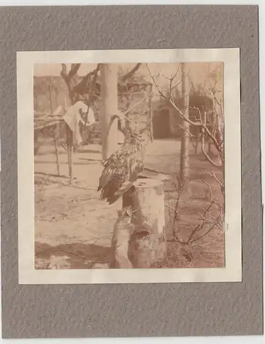 (F14261) Orig. Foto Uhu sitzt im Garten 1911