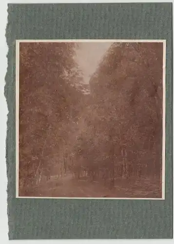 (F14240) Orig. Foto Ferch (Schwielowsee), Waldpartie um 1910