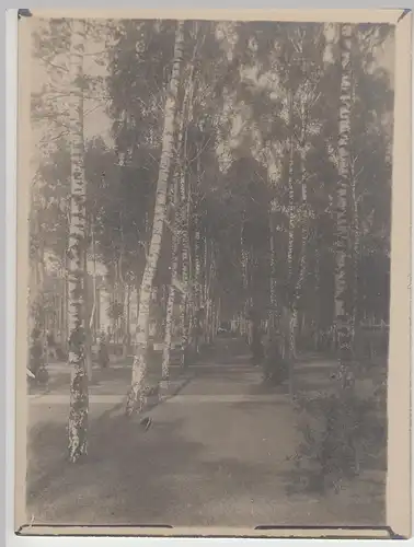 (F14219) Orig. Foto Berlin Grunewald, Birkenallee im Schülerheim 1911