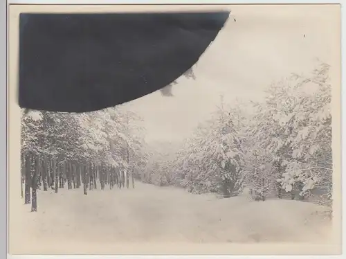 (F14201) Orig. Foto Berlin, Winter im Grunewald 1910