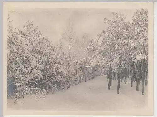 (F14200) Orig. Foto Berlin, Winter im Grunewald 1910