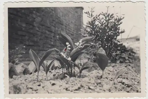 (F14169) Orig. Foto Maiglöckchen, Blumen im Garten 1939