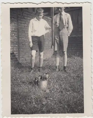 (F14150) Orig. Foto kleine Jungs mit jungen Hühnern im Garten 1936