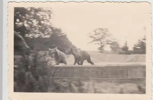 (F14053) Orig. Foto Hamburg, Tierpark Hagenbeck, Braunbären 1940er