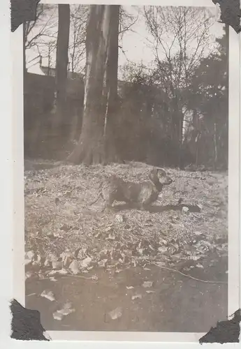 (F13911) Orig. Foto Hund "Hexe" im Freien in Hamburg 1942