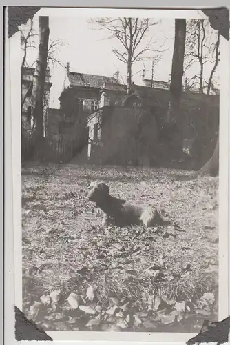 (F13902) Orig. Foto Hund "Hexe" im Freien in Hamburg 1942