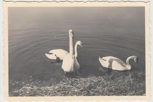 (F13624) Orig. Foto Schwäne am Ufer 1940, an der Pirker Talsperre