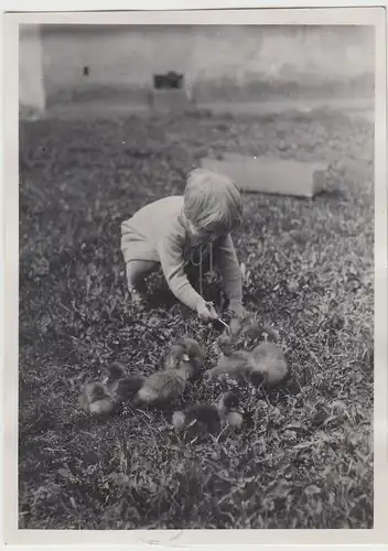 (F13291) Orig. Foto Kind Ursula spielt mit Entenküken 1929