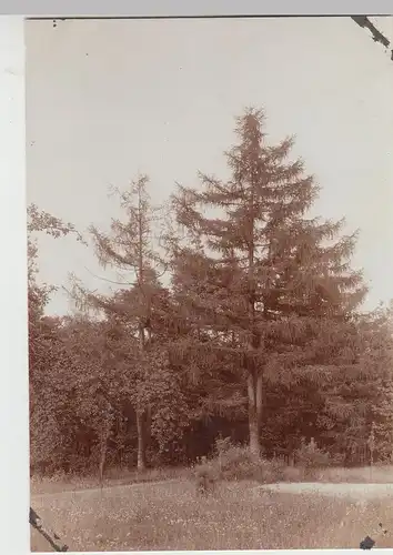 (F13023) Orig. Foto Landschaft, Wald bei Kostebrau 1927