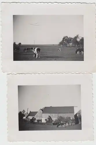 (F12858) 2x Orig. Foto Kühe auf der Wiese, Dorf vermutl. bei Chemnitz 1935
