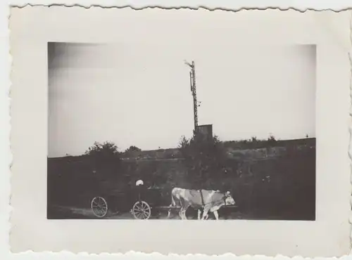 (F12772) Orig. Foto Ochsen-Gespann an einem Eisenbahn-Signal 1933