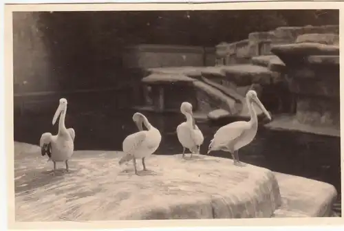 (F12607) Orig. Foto Leipzig, Zoo 1943, Pelikane