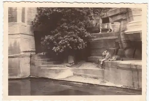 (F12554) Orig. Foto Leipziger Zoo, Löwen 1942