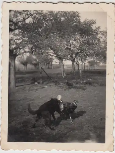 (F11991) Orig. Foto Hund kämpft mit Truthahn, Halberstadt 1951